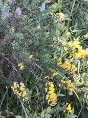 Ulex europaeus
