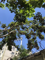 Pterocarpus violaceus