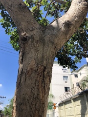 Pterocarpus violaceus