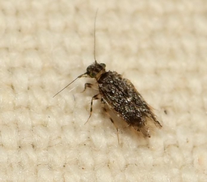 Echmepteryx youngi