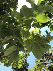 Pterocarpus violaceus