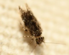 Echmepteryx