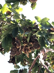 Pterocarpus violaceus