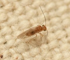 Lachesillidae