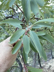 Arbutus arizonica