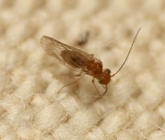Lachesillidae