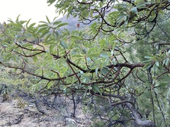 Arbutus arizonica