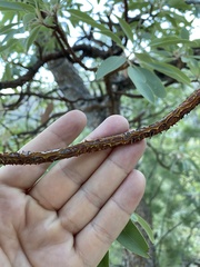 Arbutus arizonica