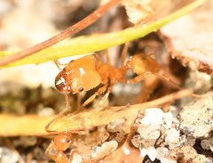 Pheidole morrisii