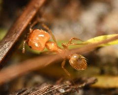 Pheidole morrisii