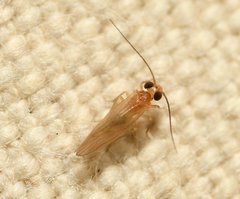 Valenzuela indicator