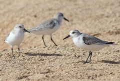 Calidris alba