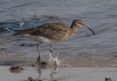 Numenius phaeopus