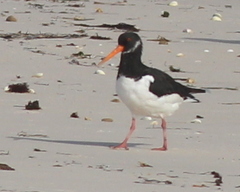 Haematopus ostralegus