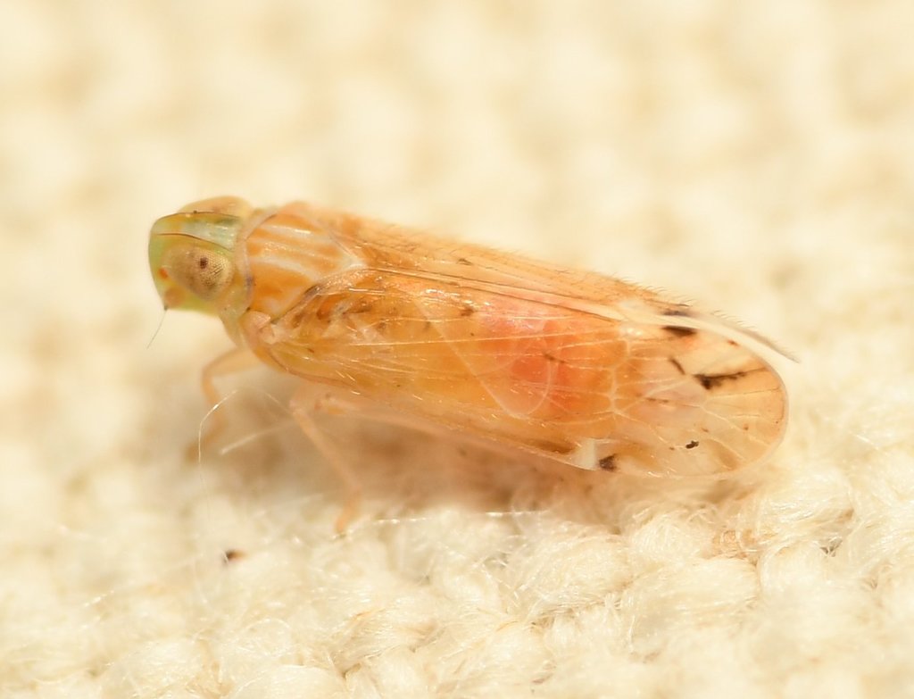 Haplaxius lunatus