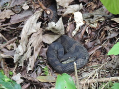 Metlapilcoatlus olmec