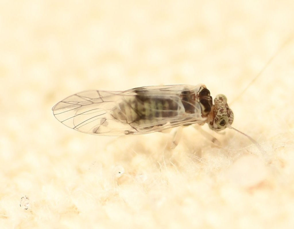 Indiopsocus ceterus