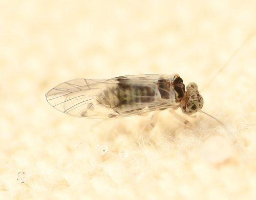 Indiopsocus ceterus