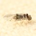 Indiopsocus ceterus - Photo (c) Mike Ostrowski, some rights reserved (CC BY-SA), uploaded by Mike Ostrowski