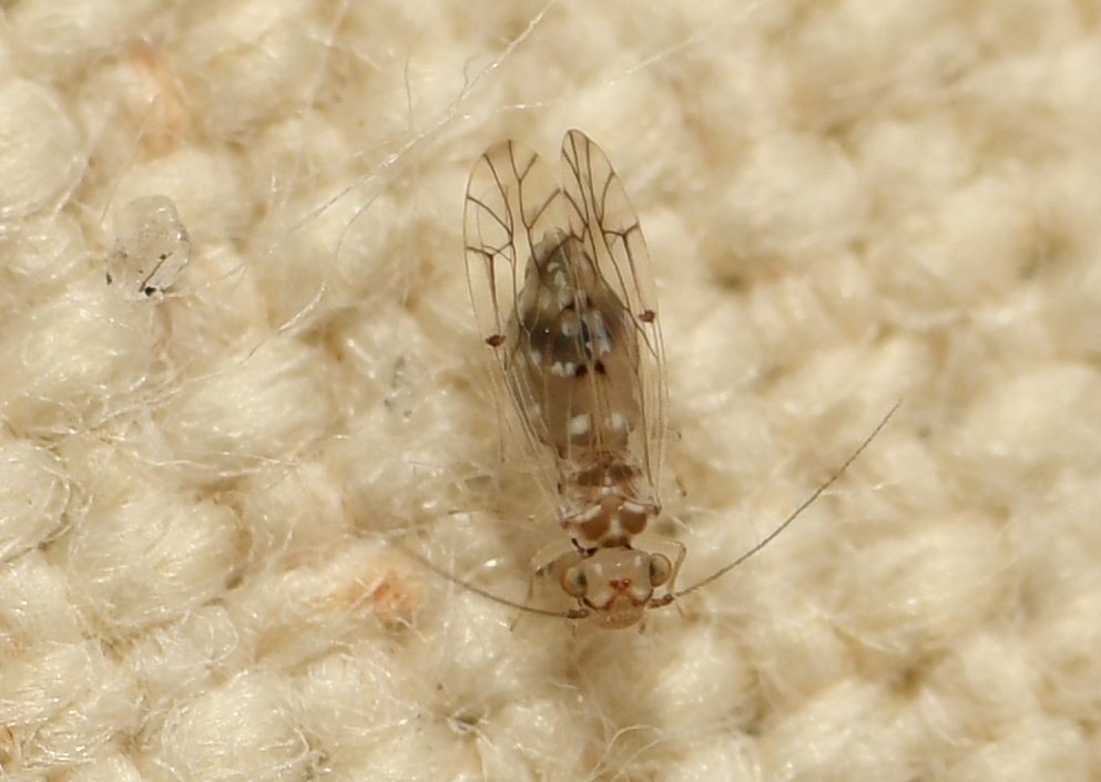 Lachesilla floridana