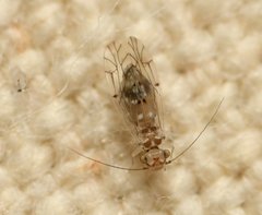 Lachesilla floridana
