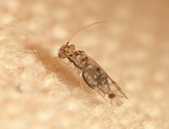 Lachesilla floridana