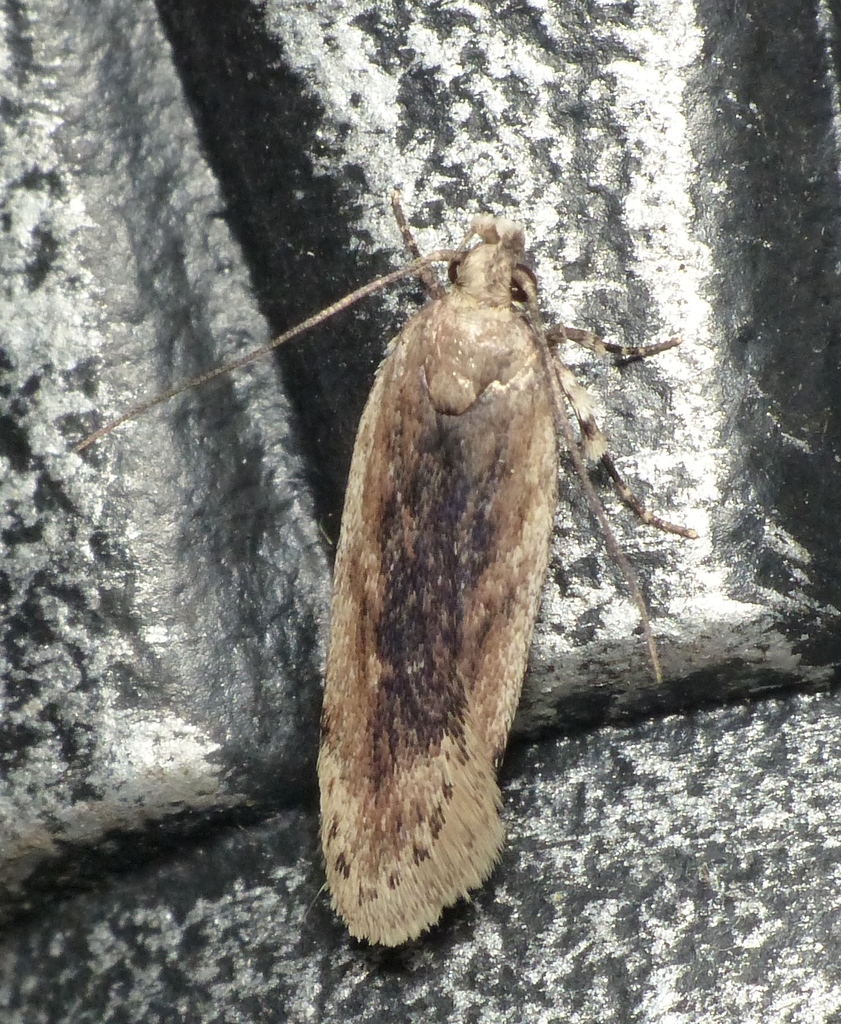 Dusky-backed Filatima Moth
