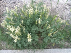 Astragalus racemosus