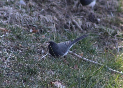 Dark-eyed Junco photographed in Rhode Island