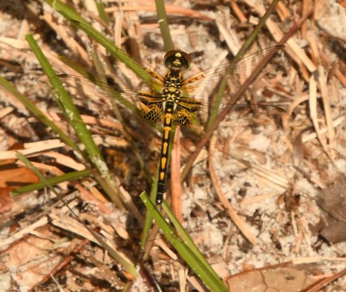 Ornate Pennant photo 3