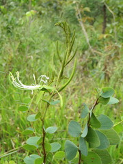 Bauhinia curvula