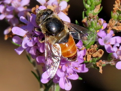 Eristalinus modestus