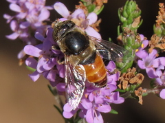 Eristalinus modestus