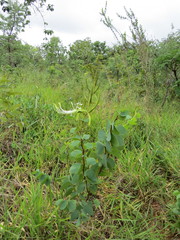 Bauhinia curvula