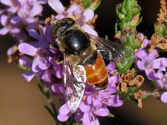 Eristalinus modestus