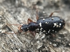 Cymindis platicollis