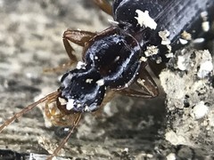 Cymindis platicollis