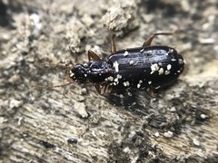 Cymindis platicollis