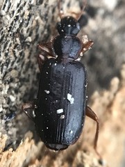 Cymindis platicollis