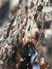 Cymindis platicollis