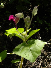 Proboscidea fragrans