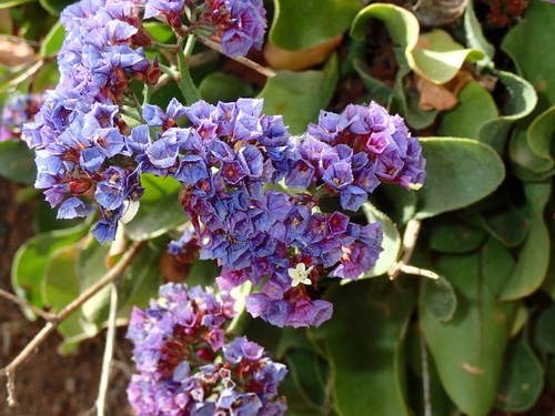 Image of Limonium puberulum by (c) Julien Renoult, some rights reserved (CC BY)
