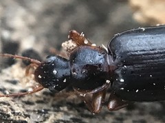 Cymindis platicollis