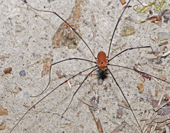 Leiobunum euserratipalpe