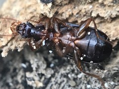 Cymindis platicollis