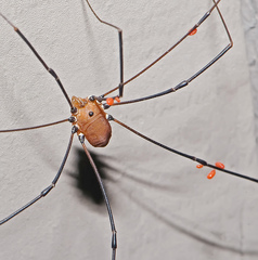 Leiobunum euserratipalpe