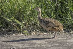 Spotted Nothura photo 5
