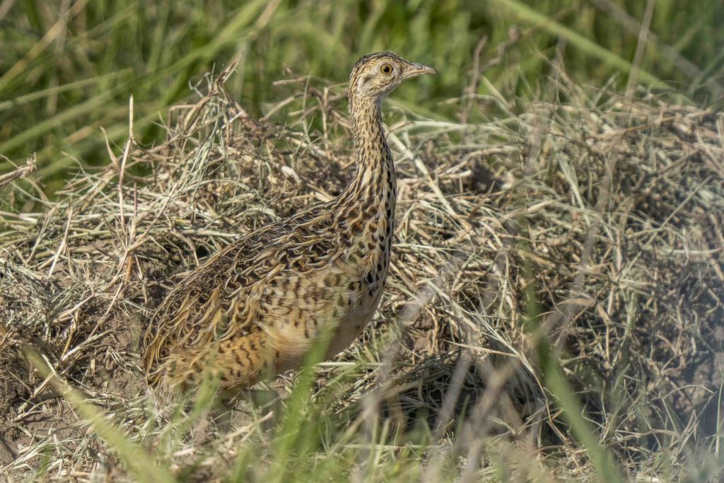 Spotted Nothura Nothura maculosa iNaturalist Canada