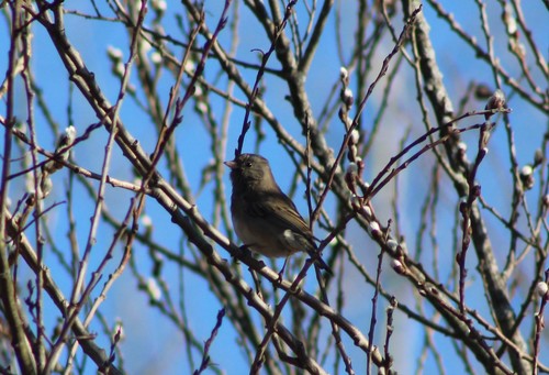 Dark-eyed Junco photographed in Rhode Island