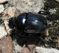 Scarabaeus rusticus